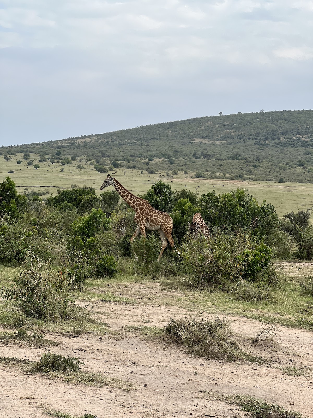 Passionate Guides Tanzania — tour operator in Mawala Road, Tanzania – photo 4