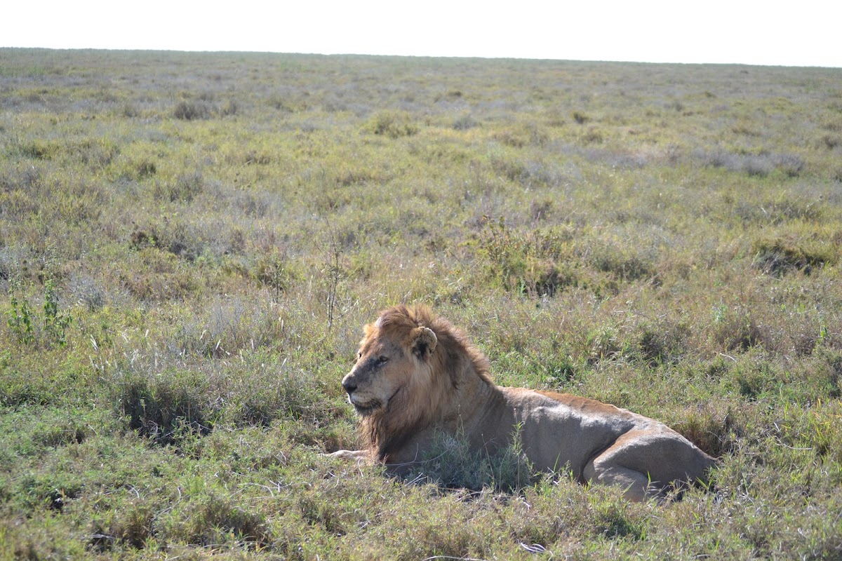Passionate Guides Tanzania — tour operator in Mawala Road, Tanzania – photo 2