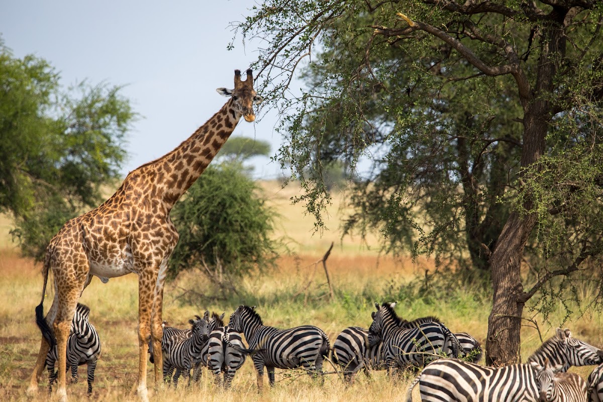 Passionate Guides Tanzania — tour operator in Mawala Road, Tanzania – photo 5