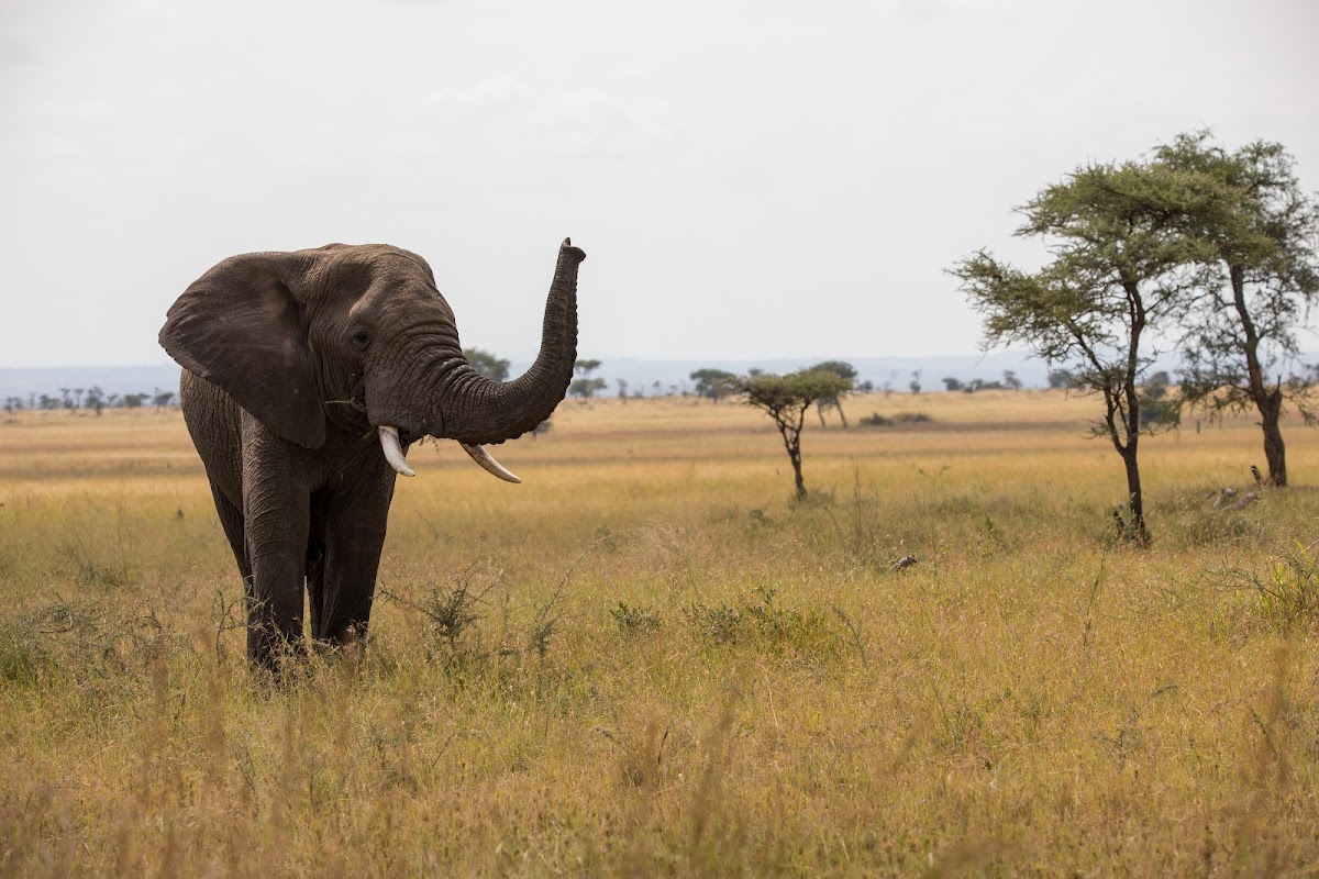 Passionate Guides Tanzania — tour operator in Mawala Road, Tanzania – photo 3