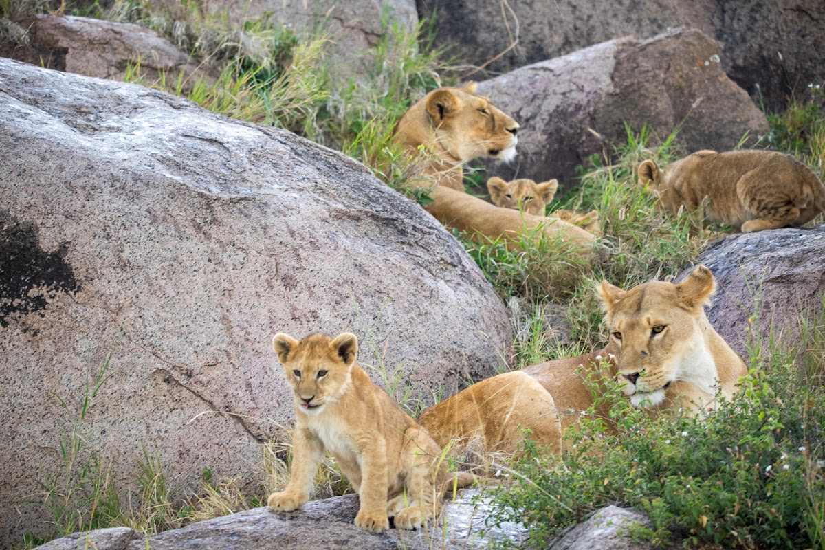 Passionate Guides Tanzania — tour operator in Mawala Road, Tanzania – photo 6