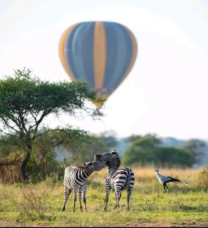 Tanzania Safari Source Tours — tour operator in Swahili St, Tanzania – photo 4