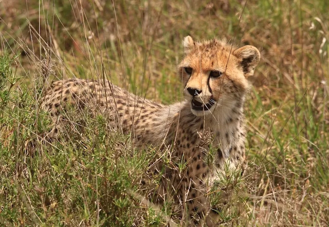 Tanzania Safari Source Tours — tour operator in Swahili St, Tanzania – photo 2