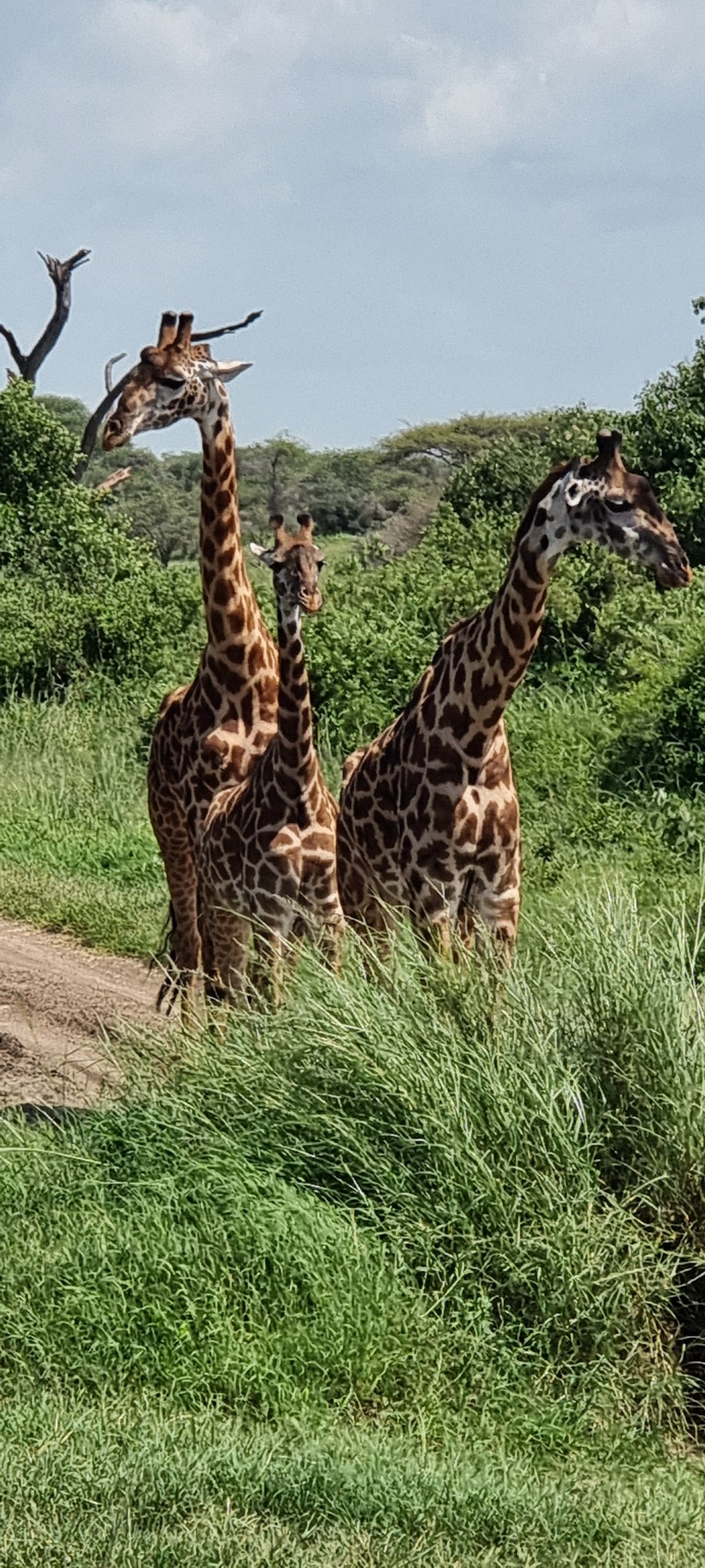 Tanzania Safari Source Tours — tour operator in Swahili St, Tanzania – photo 3