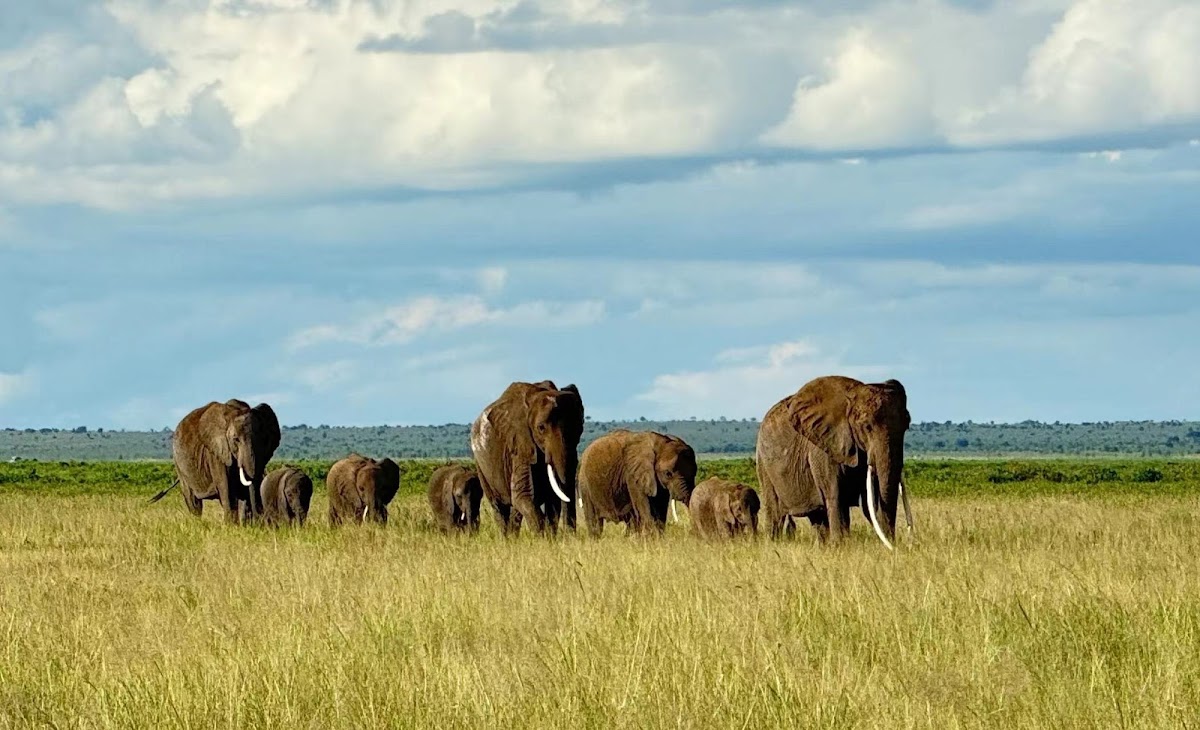 Sino Africa Safari | Tour Operator and Travel Agency in Nairobi, Kenya — tour operator in 33 Apple Cross Rd, Kenya – photo 6