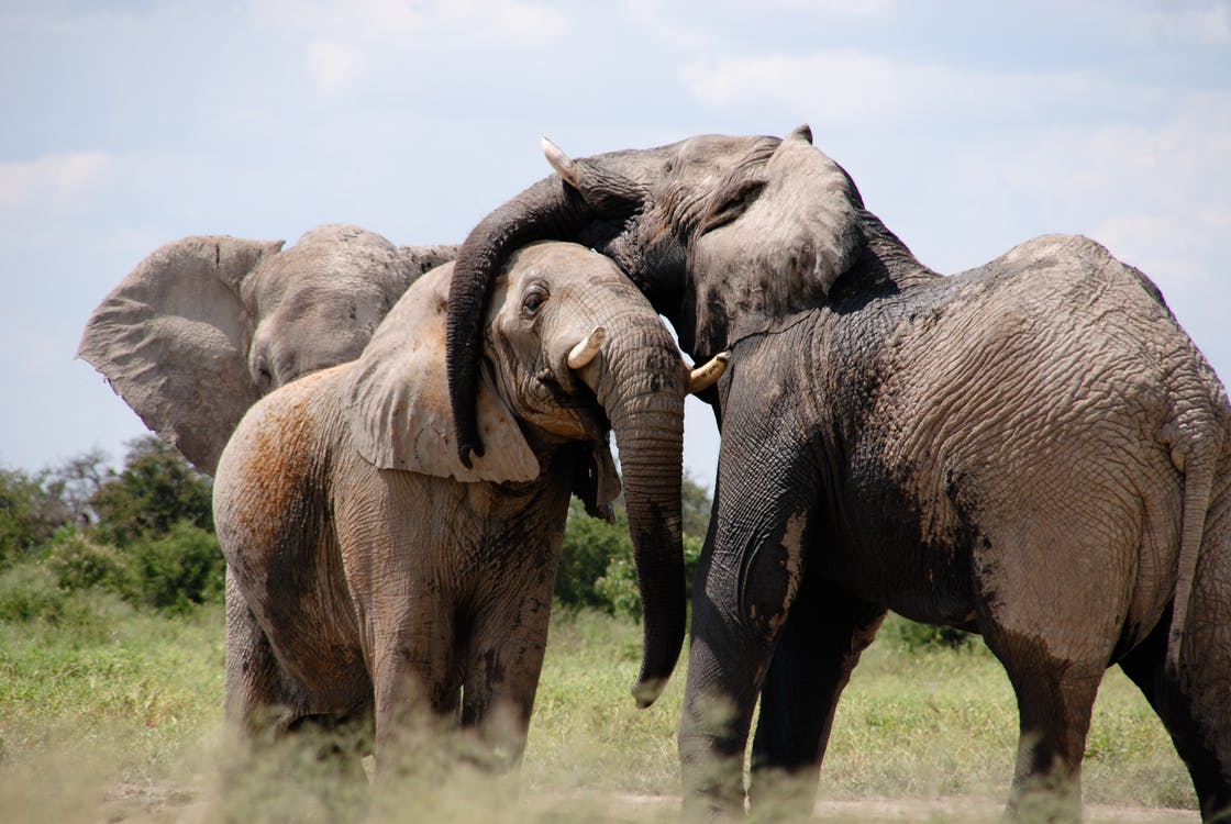 Sino Africa Safari | Tour Operator and Travel Agency in Nairobi, Kenya — tour operator in 33 Apple Cross Rd, Kenya – photo 1