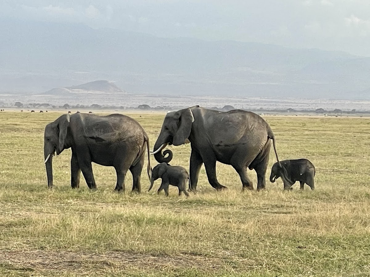 Sino Africa Safari | Tour Operator and Travel Agency in Nairobi, Kenya — tour operator in 33 Apple Cross Rd, Kenya – photo 3