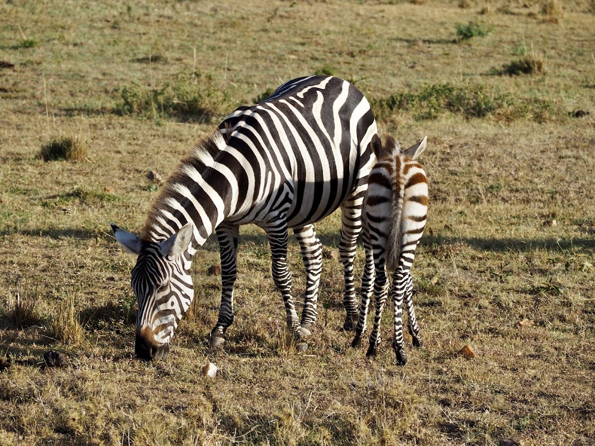 Sino Africa Safari | Tour Operator and Travel Agency in Nairobi, Kenya — tour operator in 33 Apple Cross Rd, Kenya – photo 5