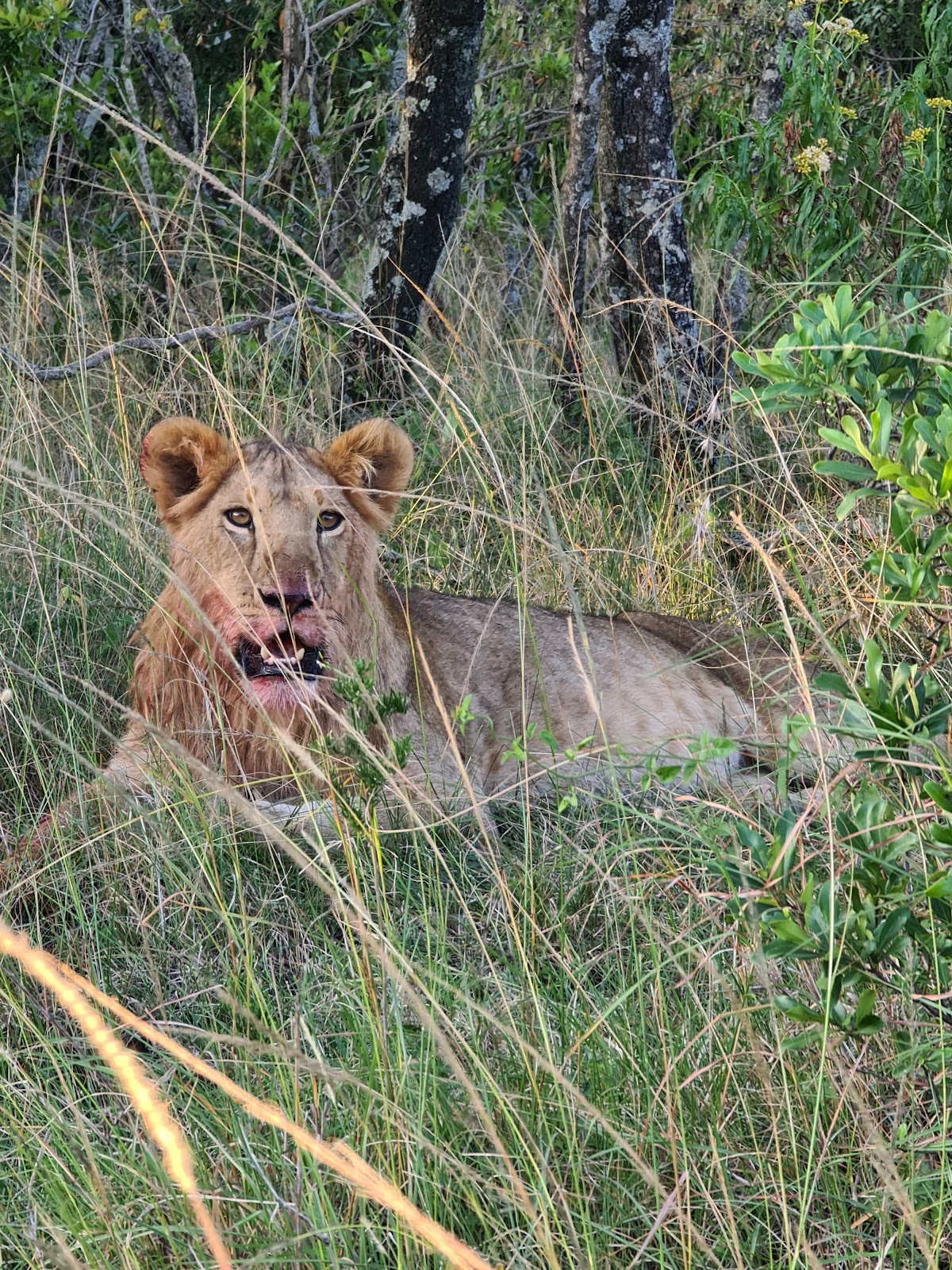 Sino Africa Safari | Tour Operator and Travel Agency in Nairobi, Kenya — tour operator in 33 Apple Cross Rd, Kenya – photo 4