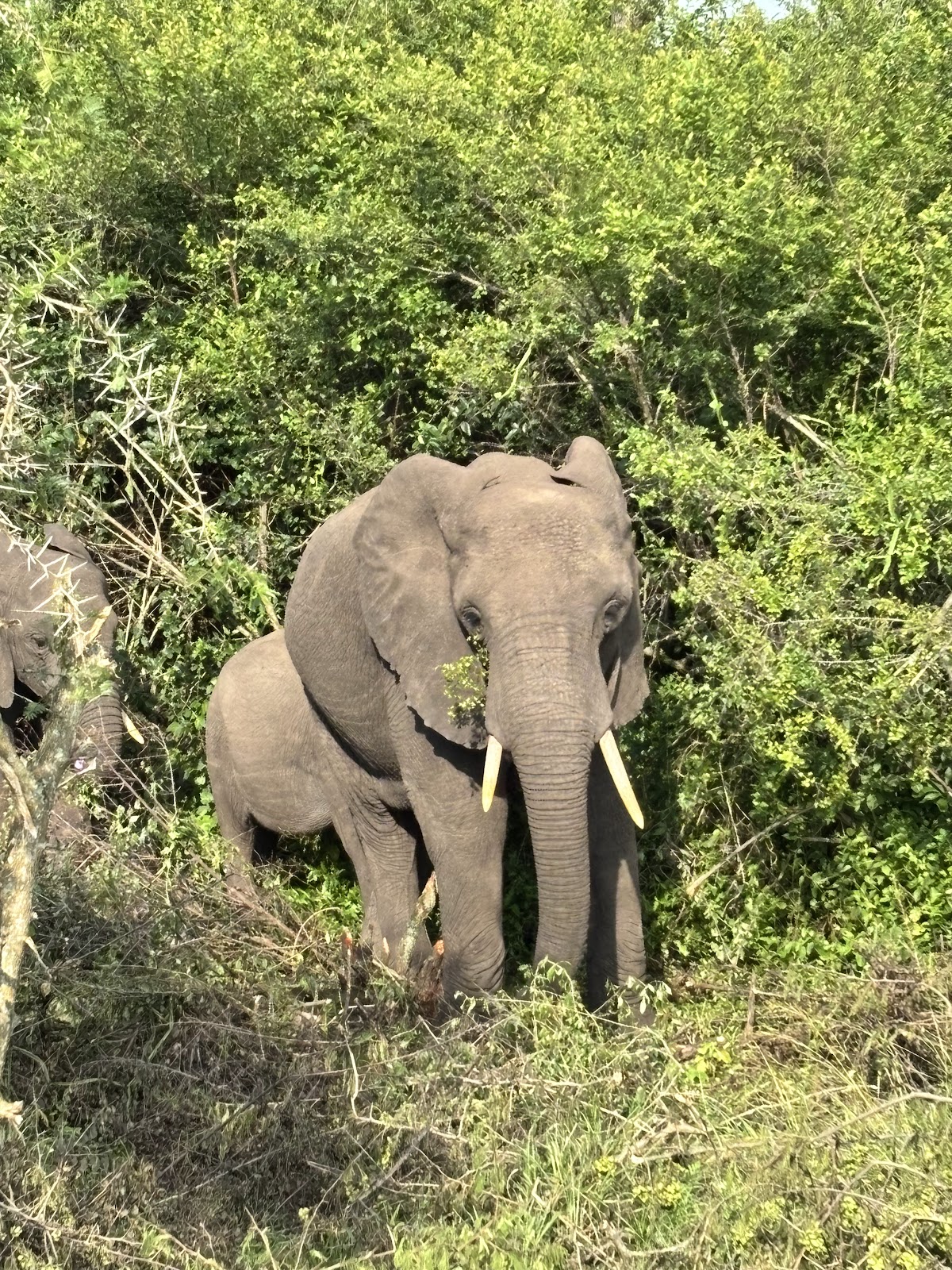 Lulu safaris uganda | Gorilla trekking | Uganda tours — tour operator in Lico holdings House, Uganda – photo 6