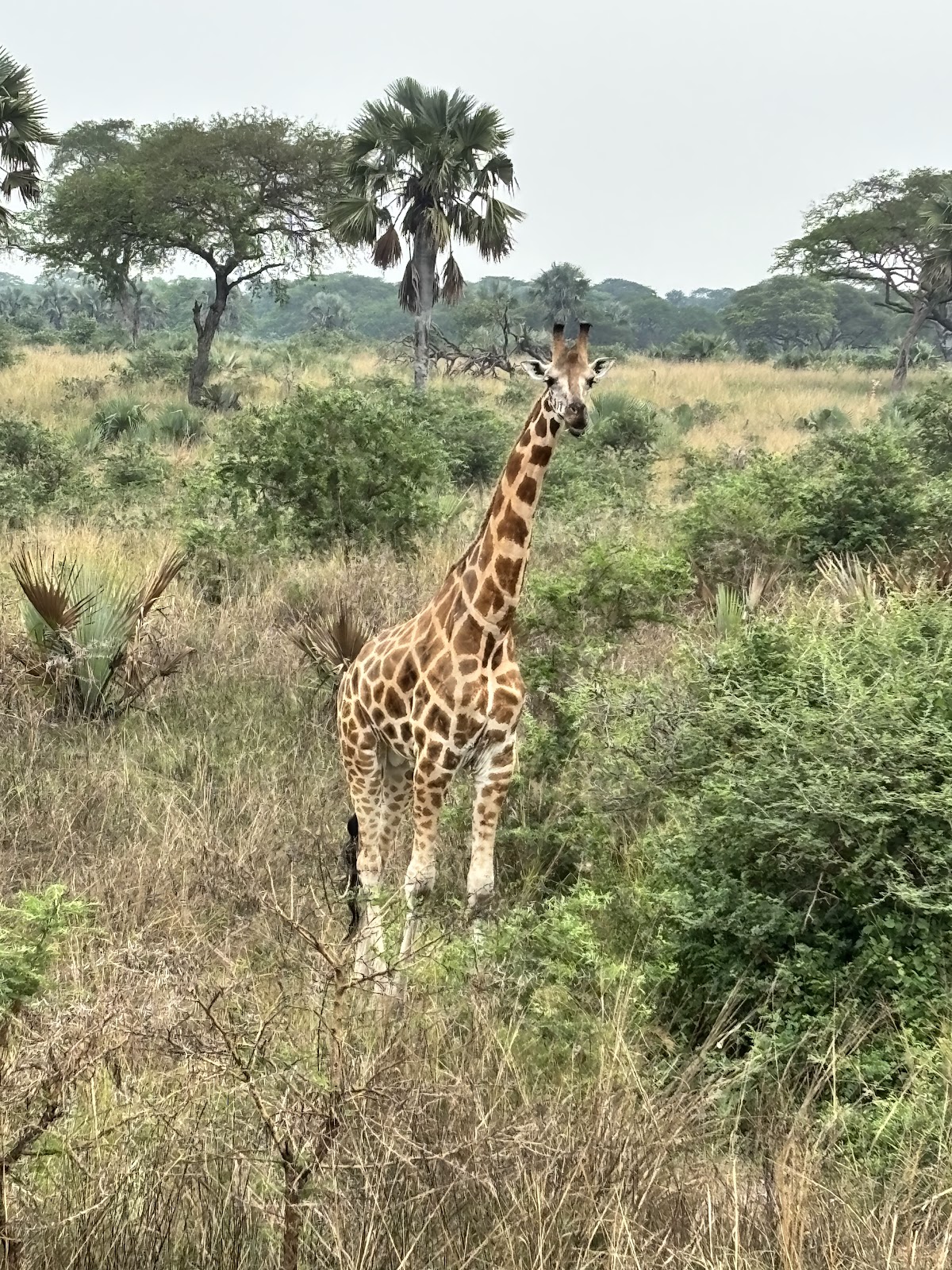 Lulu safaris uganda | Gorilla trekking | Uganda tours — tour operator in Lico holdings House, Uganda – photo 2
