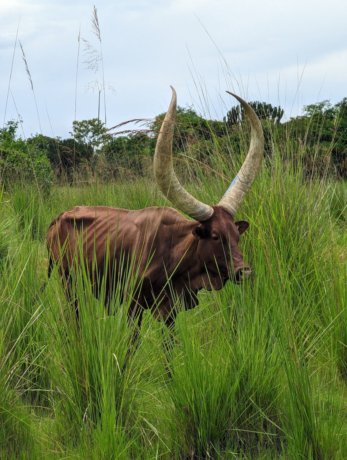 Lulu safaris uganda | Gorilla trekking | Uganda tours — tour operator in Lico holdings House, Uganda – photo 3