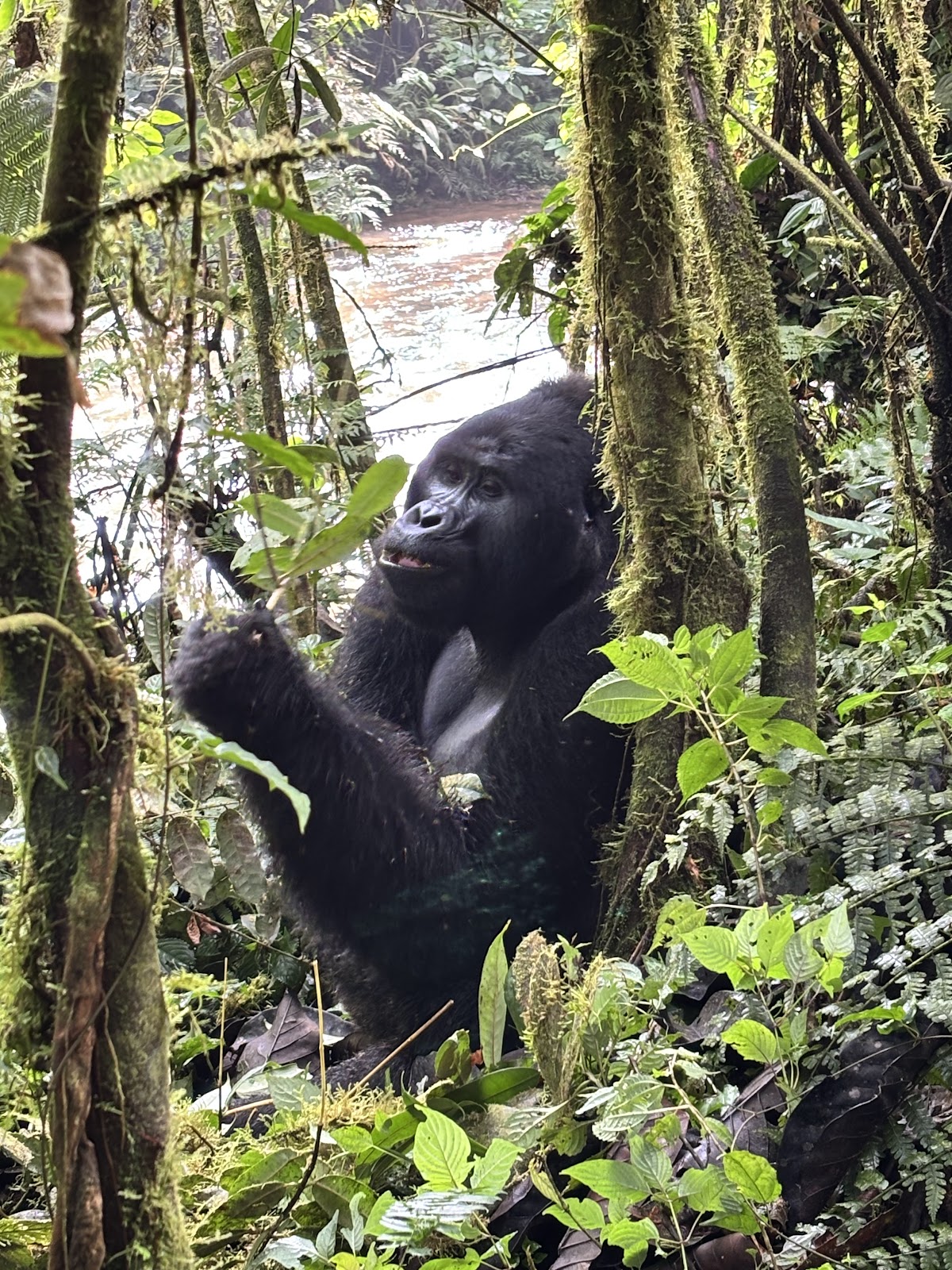 Lulu safaris uganda | Gorilla trekking | Uganda tours — tour operator in Lico holdings House, Uganda – photo 4