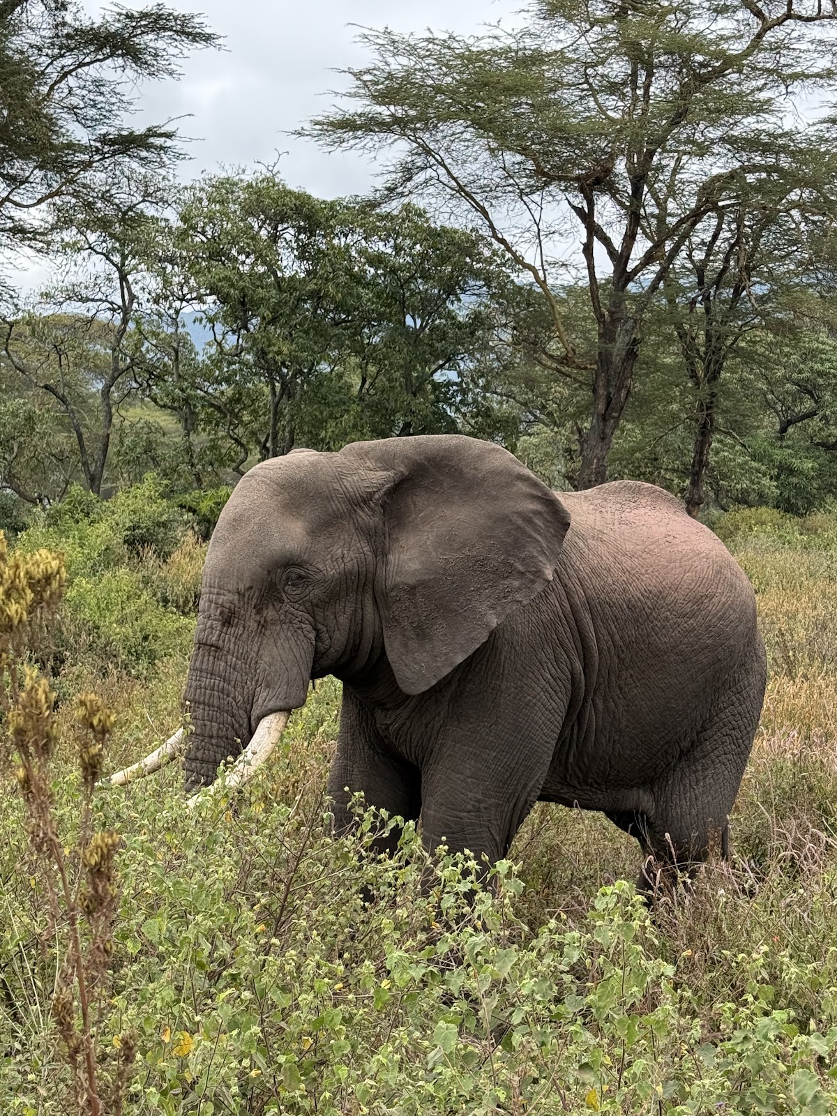 Savannah Explorers Limited — tour operator in Engosheraton, Tanzania – photo 3