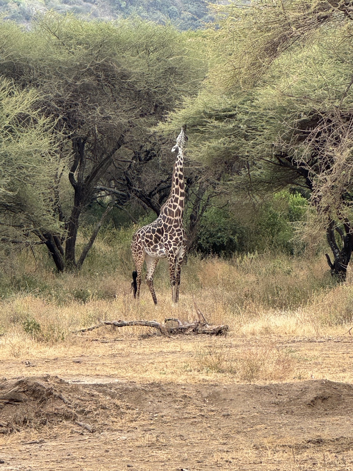 Savannah Explorers Limited — tour operator in Engosheraton, Tanzania – photo 2