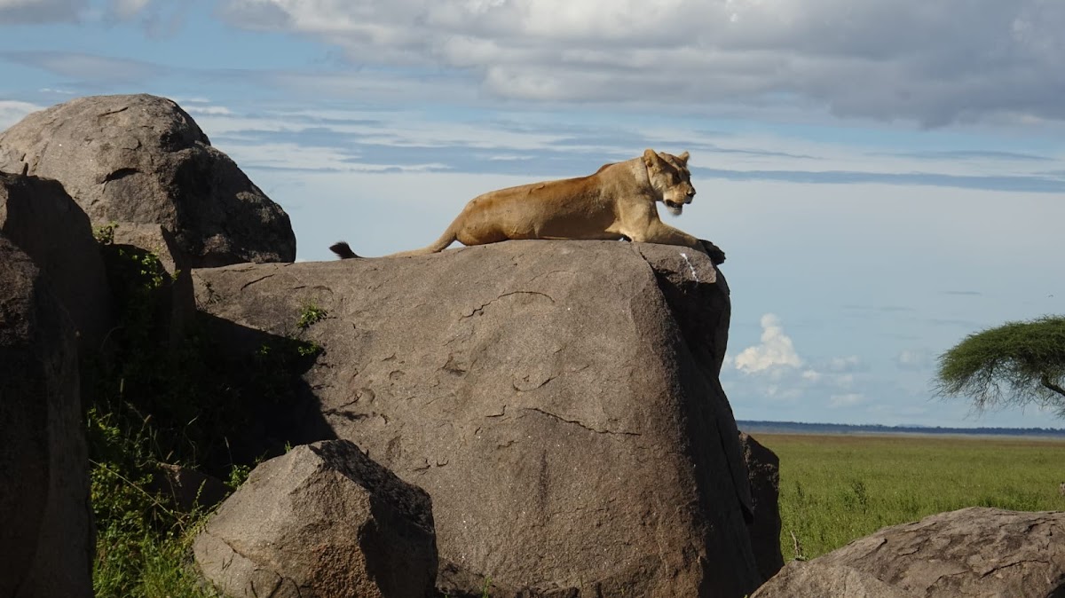 Savannah Explorers Limited — tour operator in Engosheraton, Tanzania – photo 5
