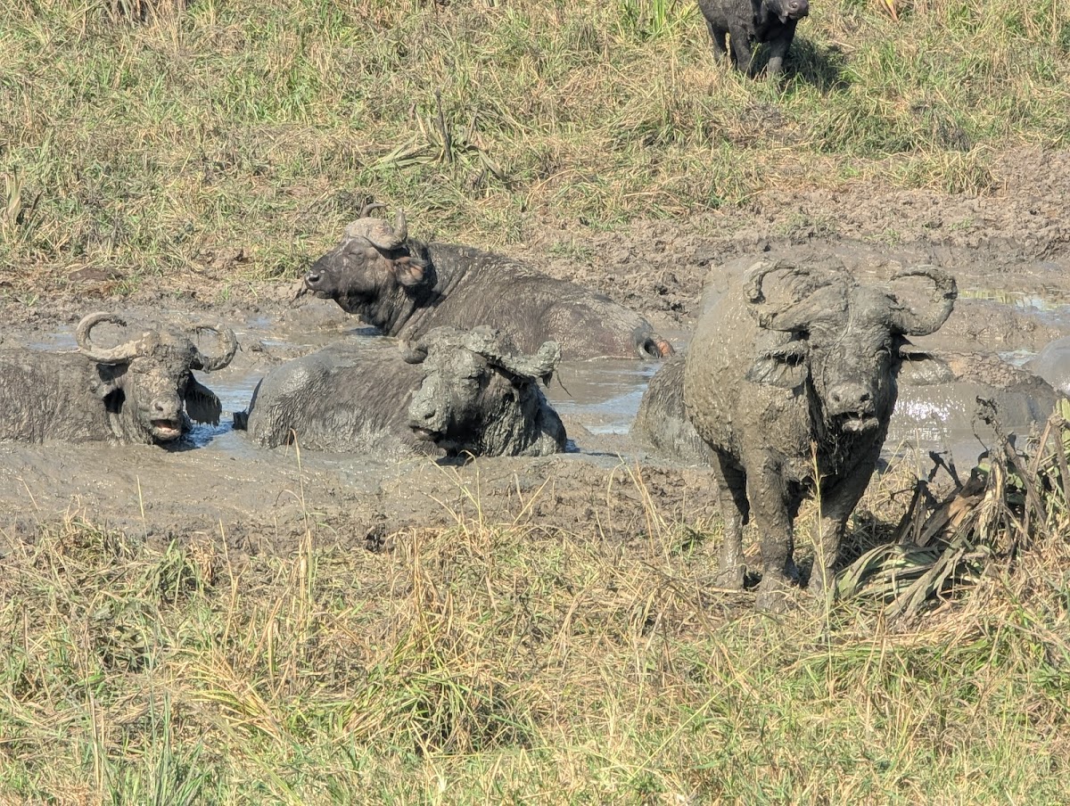 Safari Tour Guide Murchison Falls — tour operator in Market Street, Uganda – photo 4