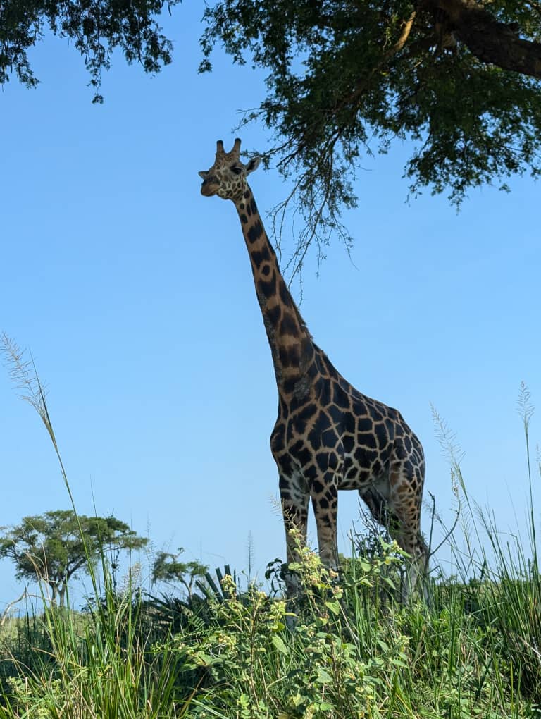 Safari Tour Guide Murchison Falls — tour operator in Market Street, Uganda – photo 2