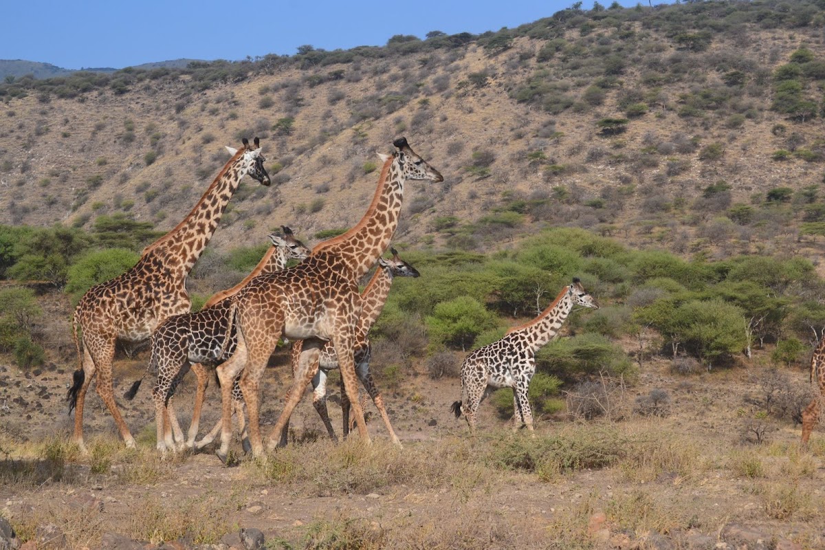 Nanan Travel — tour operator in Cape Town, South Africa – photo 2