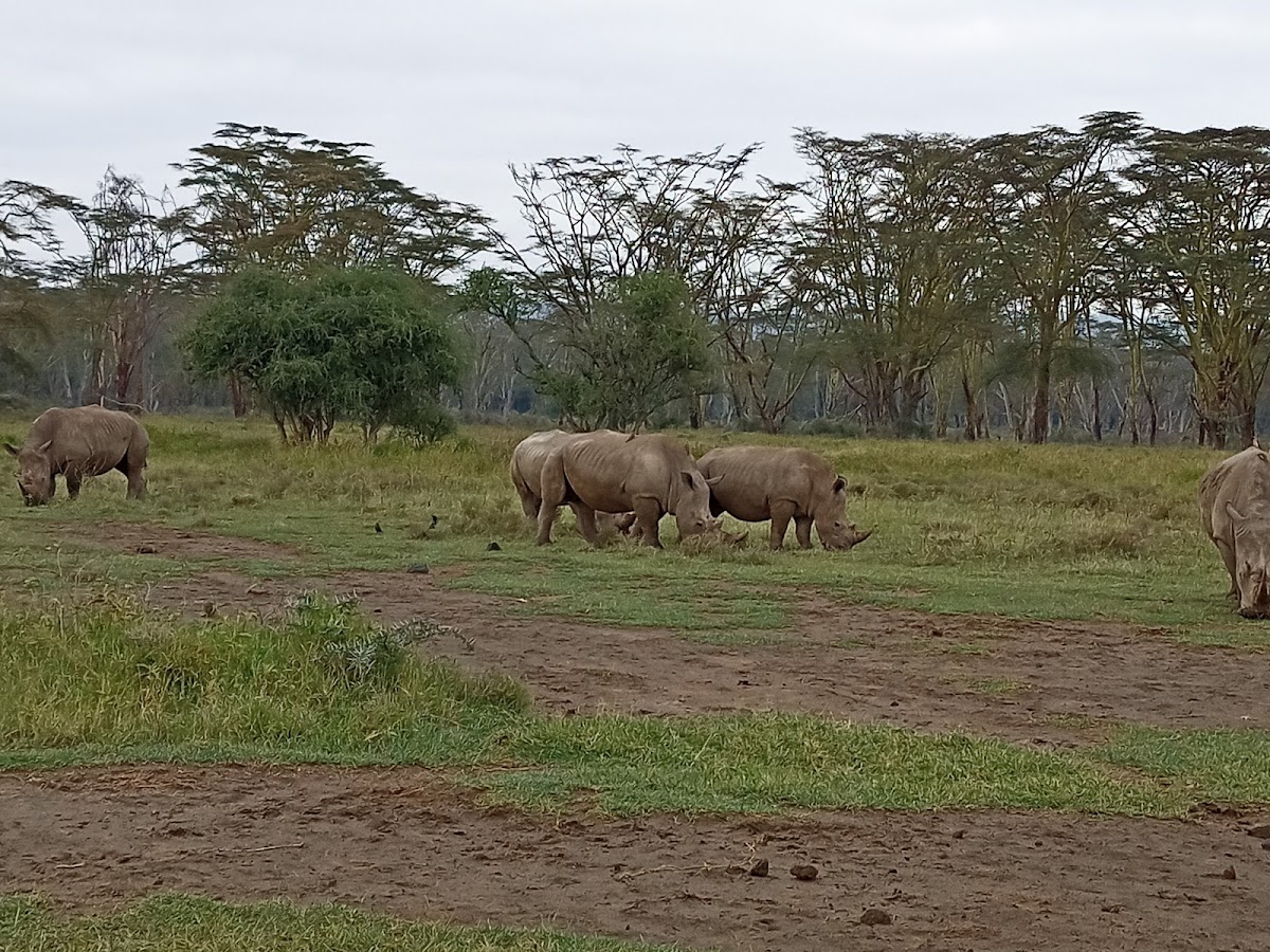 Kenya Tour Budget Safari – Best Affordable Kenya Safari Packages & Masai Mara Tours — tour operator in Koinange St, Kenya – photo 5