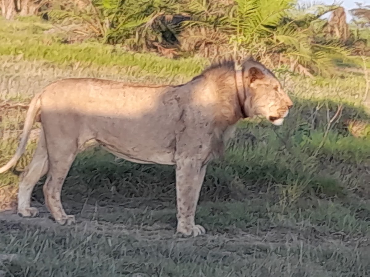 Kenya Tour Budget Safari – Best Affordable Kenya Safari Packages & Masai Mara Tours — tour operator in Koinange St, Kenya – photo 3