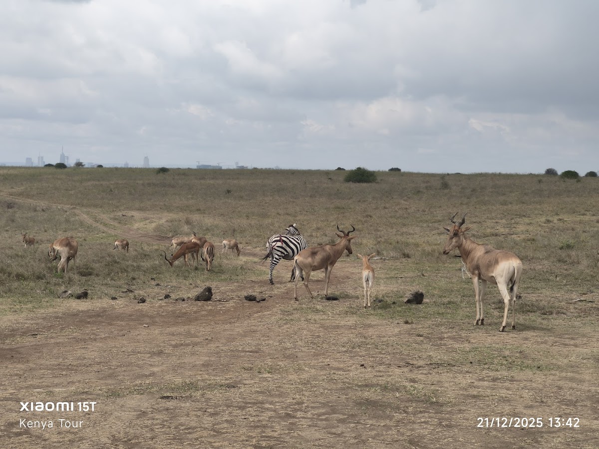 Kenya Tour Budget Safari – Best Affordable Kenya Safari Packages & Masai Mara Tours — tour operator in Koinange St, Kenya – photo 4