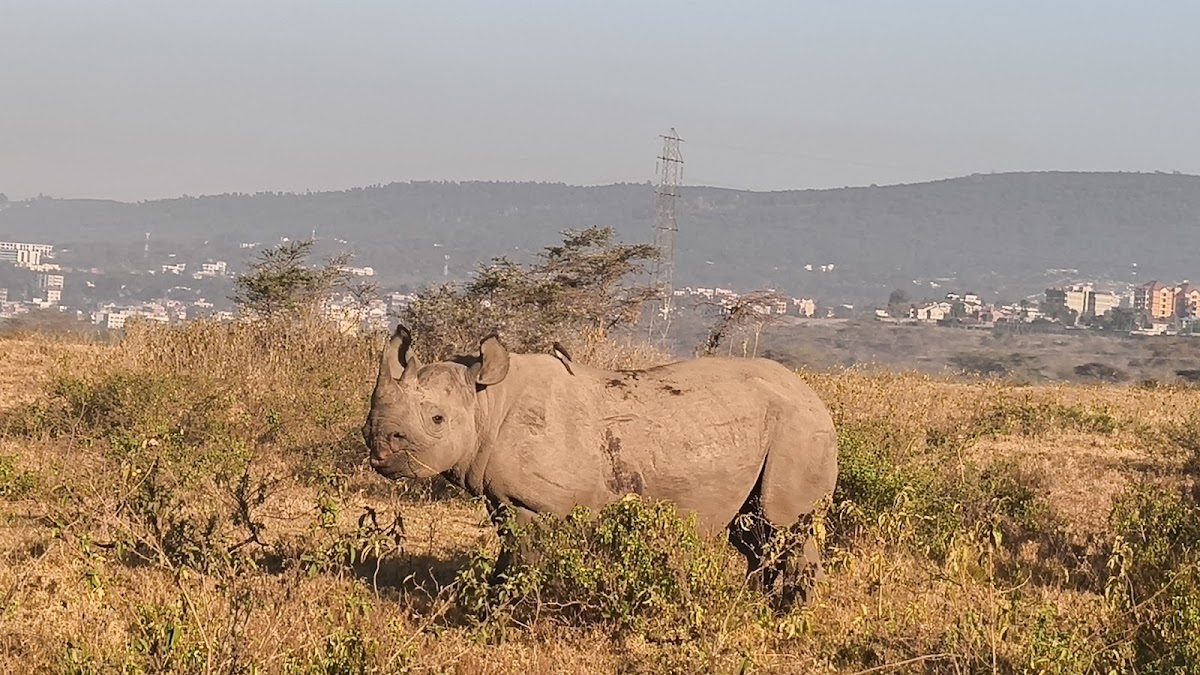 Kenya Tour Budget Safari – Best Affordable Kenya Safari Packages & Masai Mara Tours — tour operator in Koinange St, Kenya – photo 2