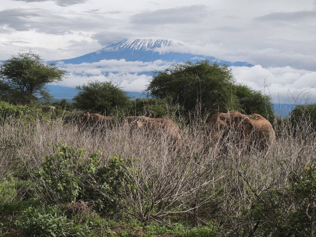 Kenya Tour Budget Safari – Best Affordable Kenya Safari Packages & Masai Mara Tours — tour operator in Koinange St, Kenya – photo 6
