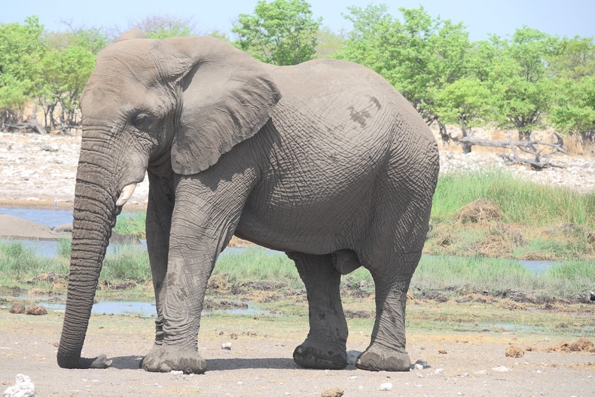 Nomad Africa Tours & Safaris — tour operator in Cape Town, South Africa – photo 2