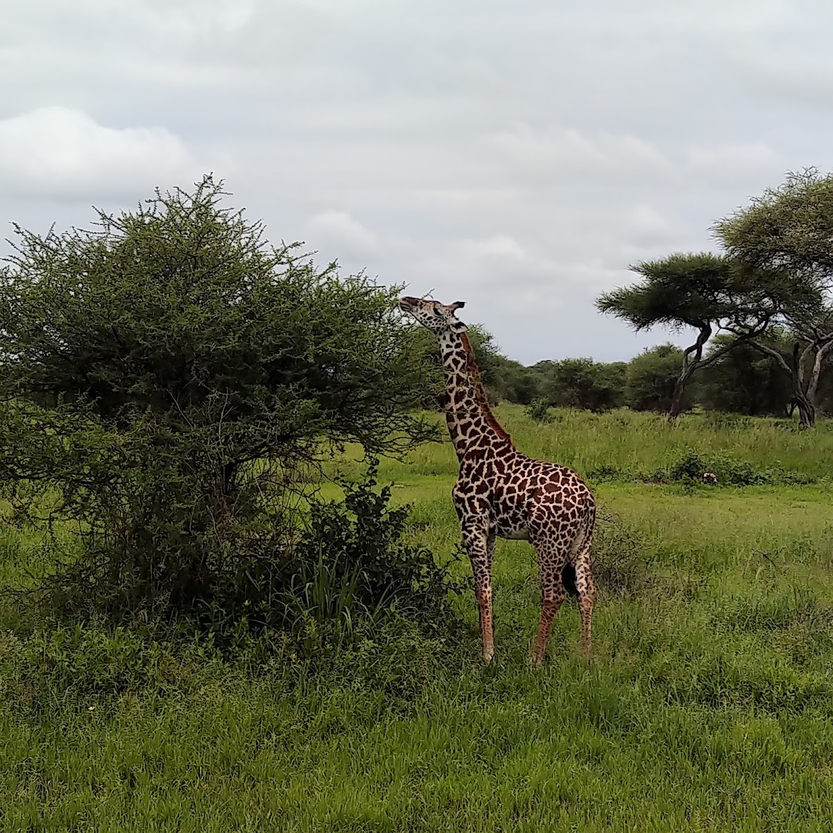 Simba Adventures: Best Safari Tour Company in Tanzania — tour operator in Tanzania – photo 6