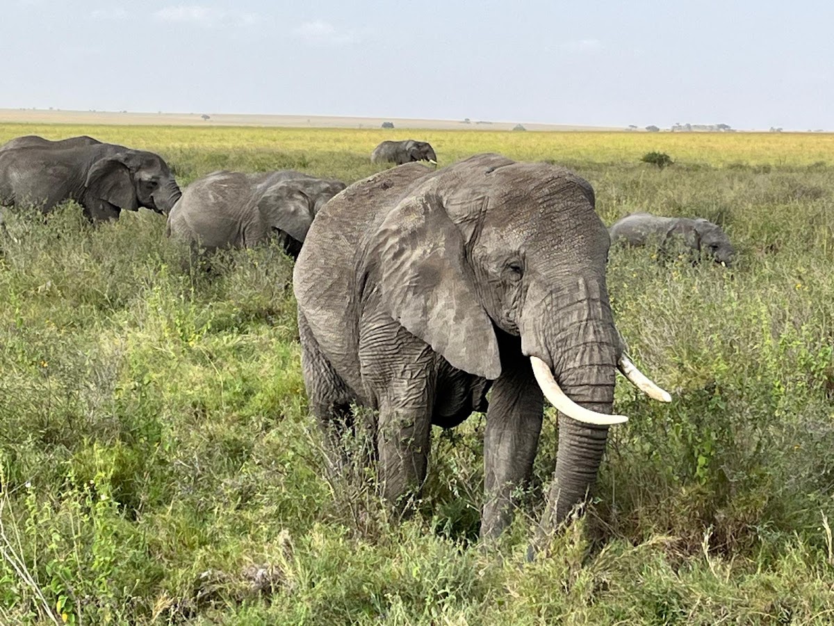 Simba Adventures: Best Safari Tour Company in Tanzania — tour operator in Tanzania – photo 3