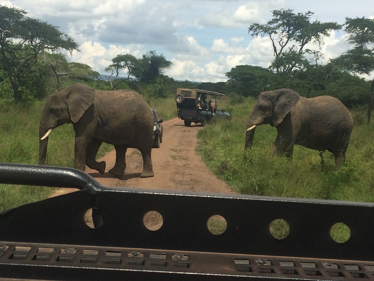 Better Land Rwanda Tours Ltd — tour operator in NM 218 Street, Rwanda – photo 2