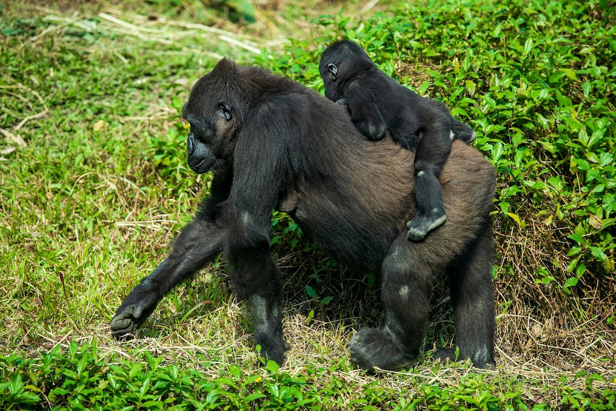 QUEENS AND CANONS SAFARIS LIMITED β tour operator in Namugongo Road, Uganda β photo 2