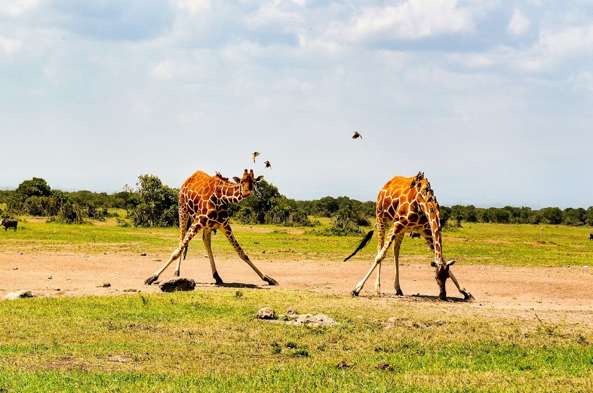 QUEENS AND CANONS SAFARIS LIMITED β tour operator in Namugongo Road, Uganda β photo 3