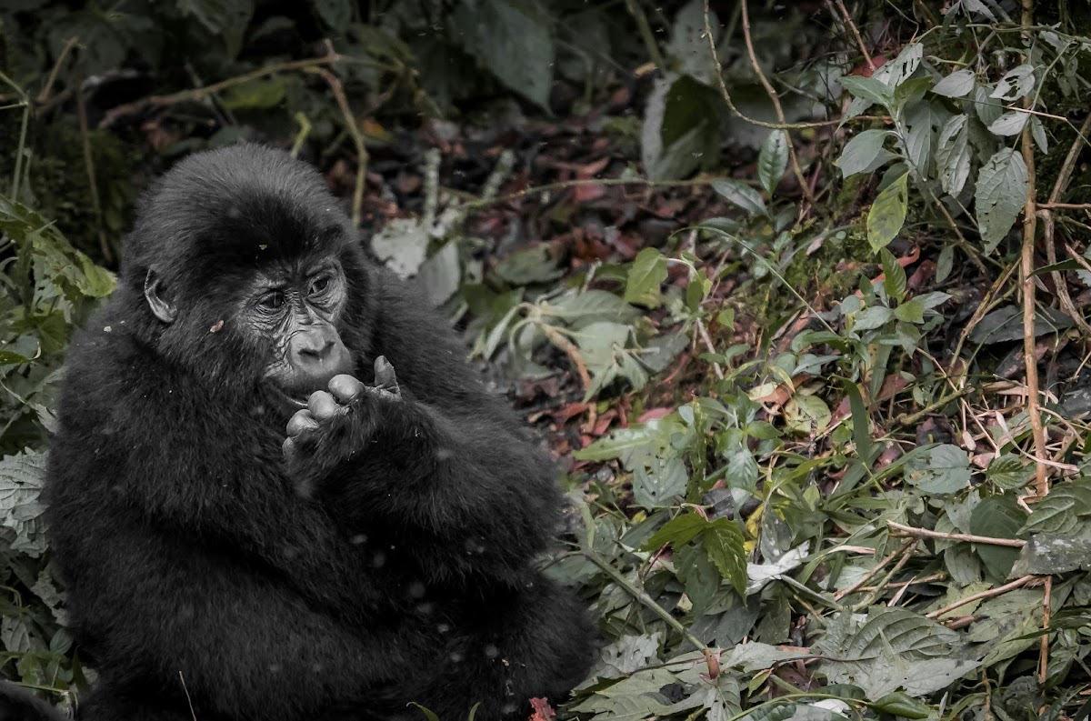 QUEENS AND CANONS SAFARIS LIMITED β tour operator in Namugongo Road, Uganda β photo 5