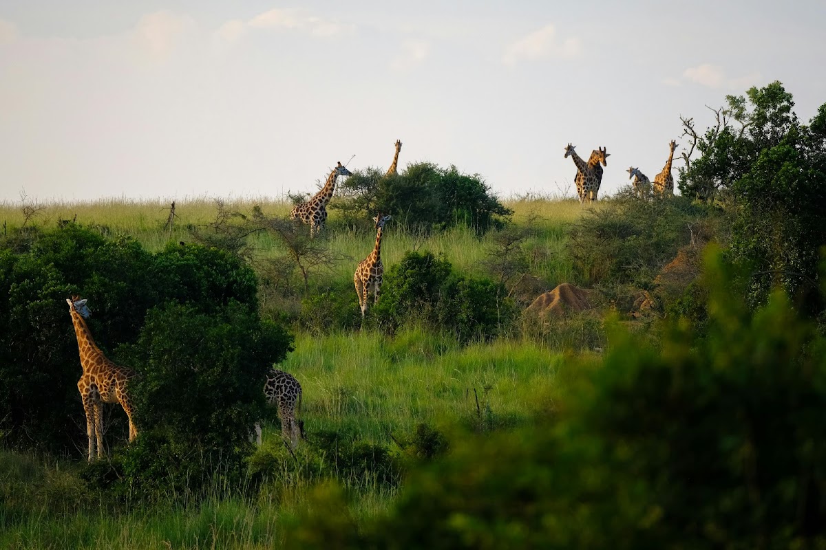QUEENS AND CANONS SAFARIS LIMITED β tour operator in Namugongo Road, Uganda β photo 6