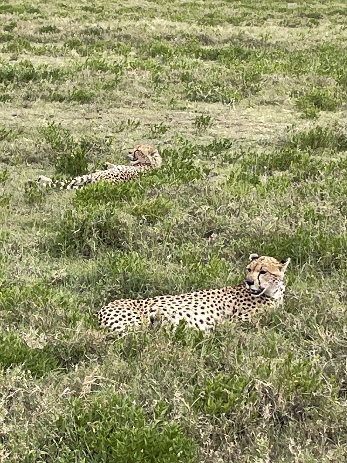 Nature's Wonderland Safaris Kenya — tour operator in Portal Place, Kenya – photo 3