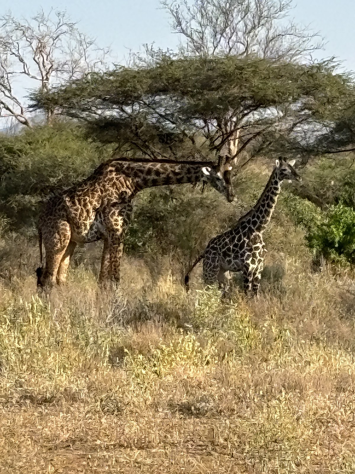 Nature's Wonderland Safaris Kenya — tour operator in Portal Place, Kenya – photo 1