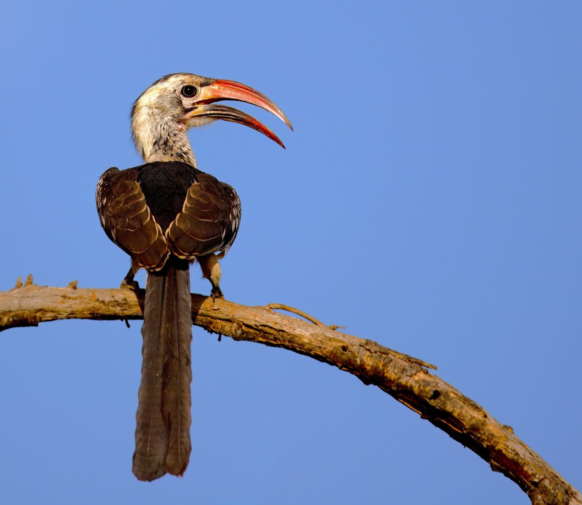 Nature's Wonderland Safaris Kenya — tour operator in Portal Place, Kenya – photo 5