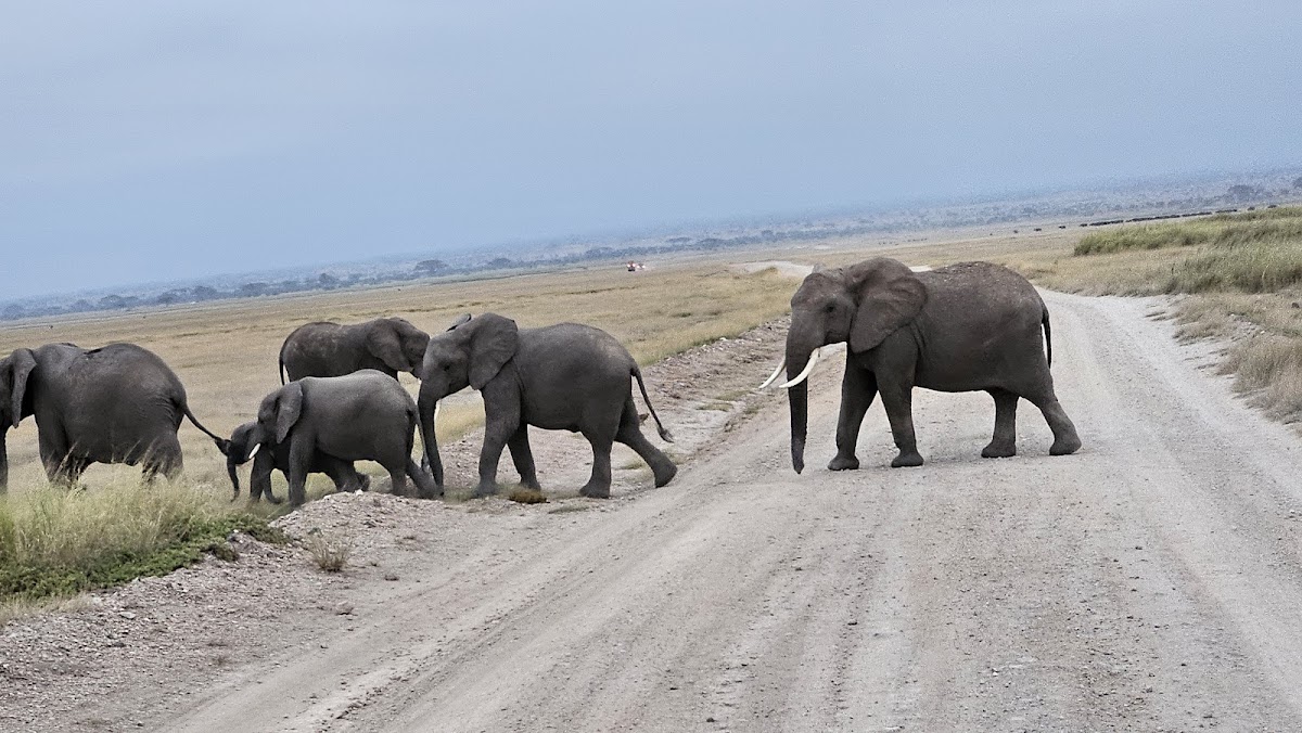 Nature's Wonderland Safaris Kenya — tour operator in Portal Place, Kenya – photo 2
