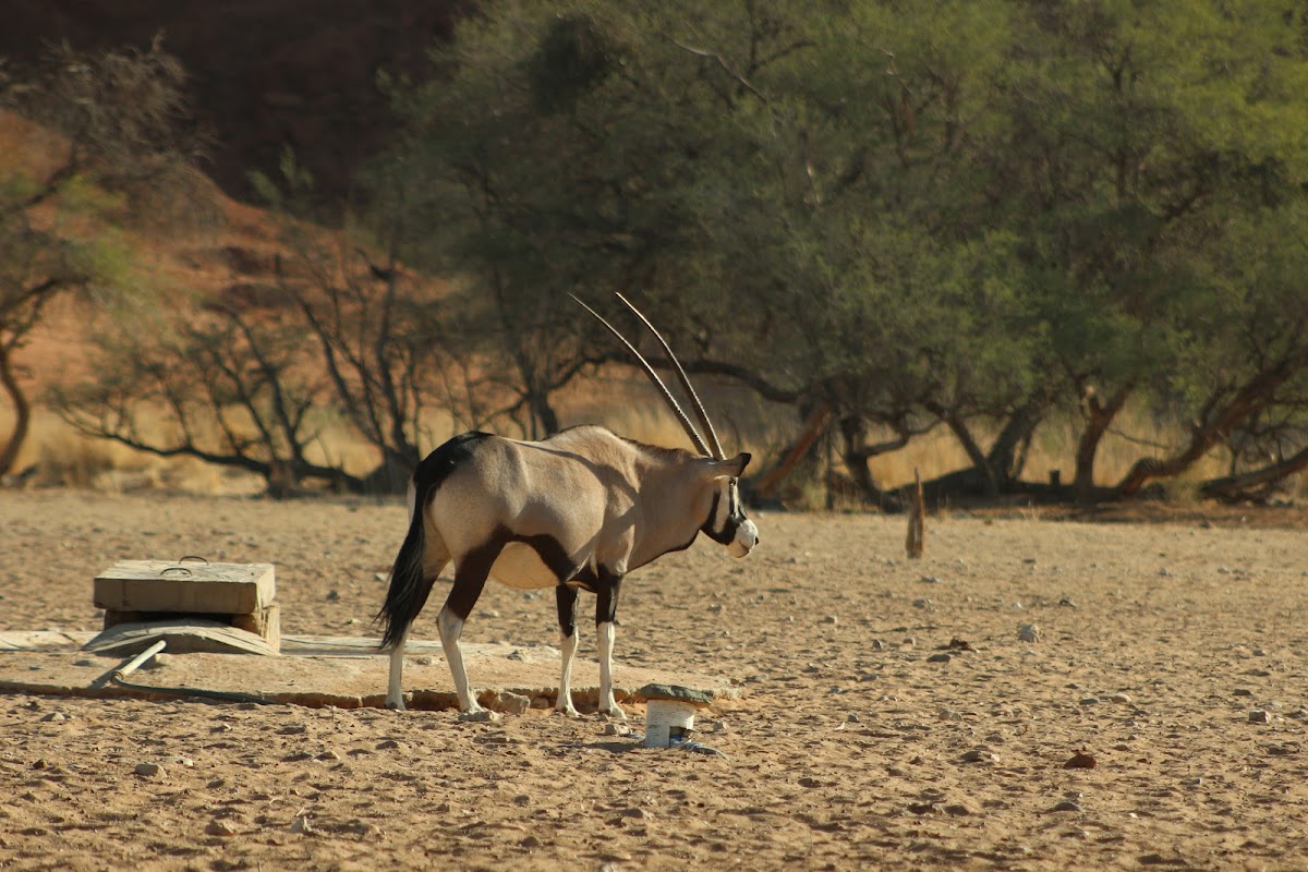 Namibia Travel Agent Safari Tours — tour operator in Bruhn Street, Namibia – photo 4