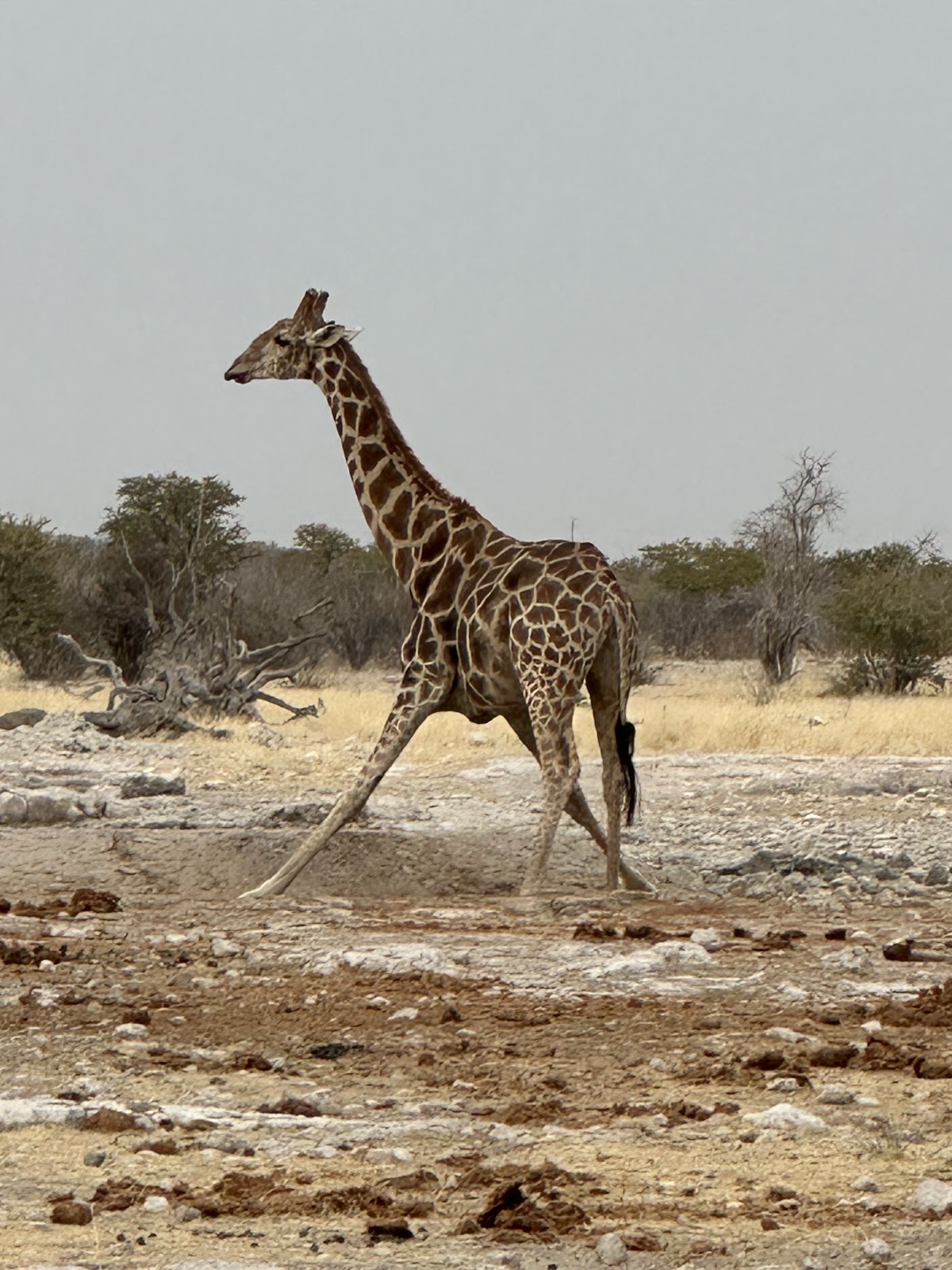 Namibia Travel Agent Safari Tours — tour operator in Bruhn Street, Namibia – photo 3