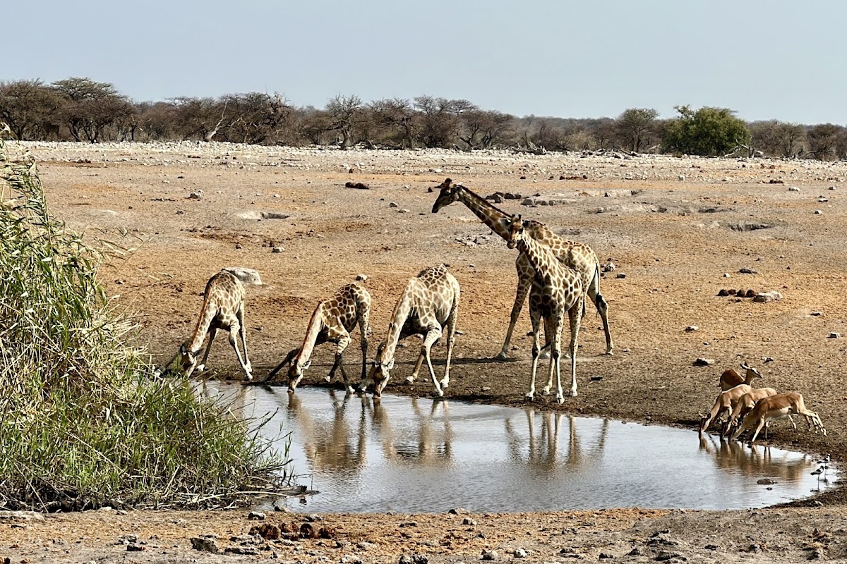 Cheetah Tours & Safaris Namibia — tour operator in 3-7 Arians Street, Namibia – photo 4
