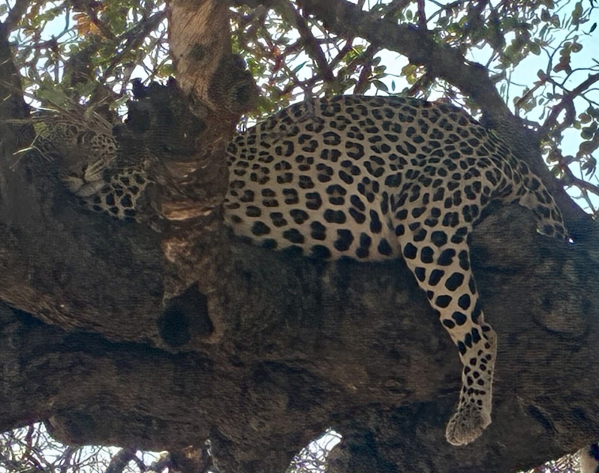 CUSTOMISE TRAVEL & TOURS — tour operator in 5039 Chinotimba 00263, Zimbabwe – photo 5