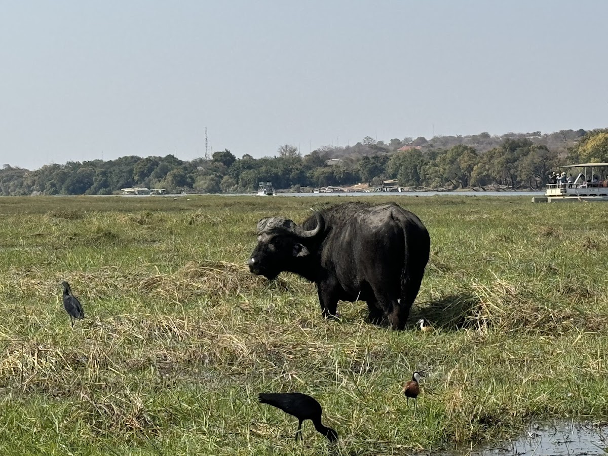 CUSTOMISE TRAVEL & TOURS — tour operator in 5039 Chinotimba 00263, Zimbabwe – photo 3
