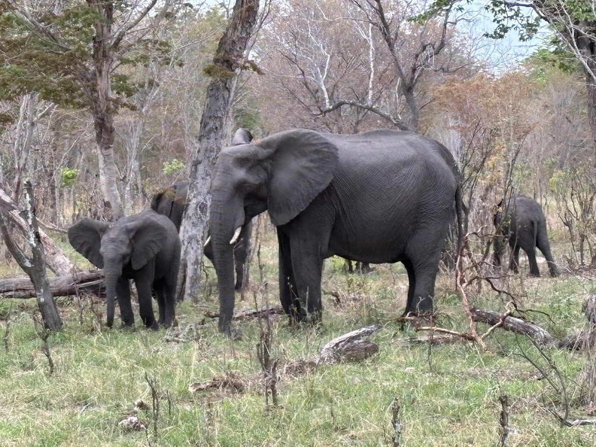 CUSTOMISE TRAVEL & TOURS — tour operator in 5039 Chinotimba 00263, Zimbabwe – photo 2