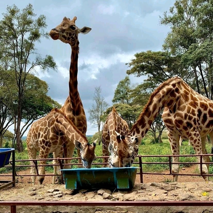 CUSTOMISE TRAVEL & TOURS — tour operator in 5039 Chinotimba 00263, Zimbabwe – photo 6