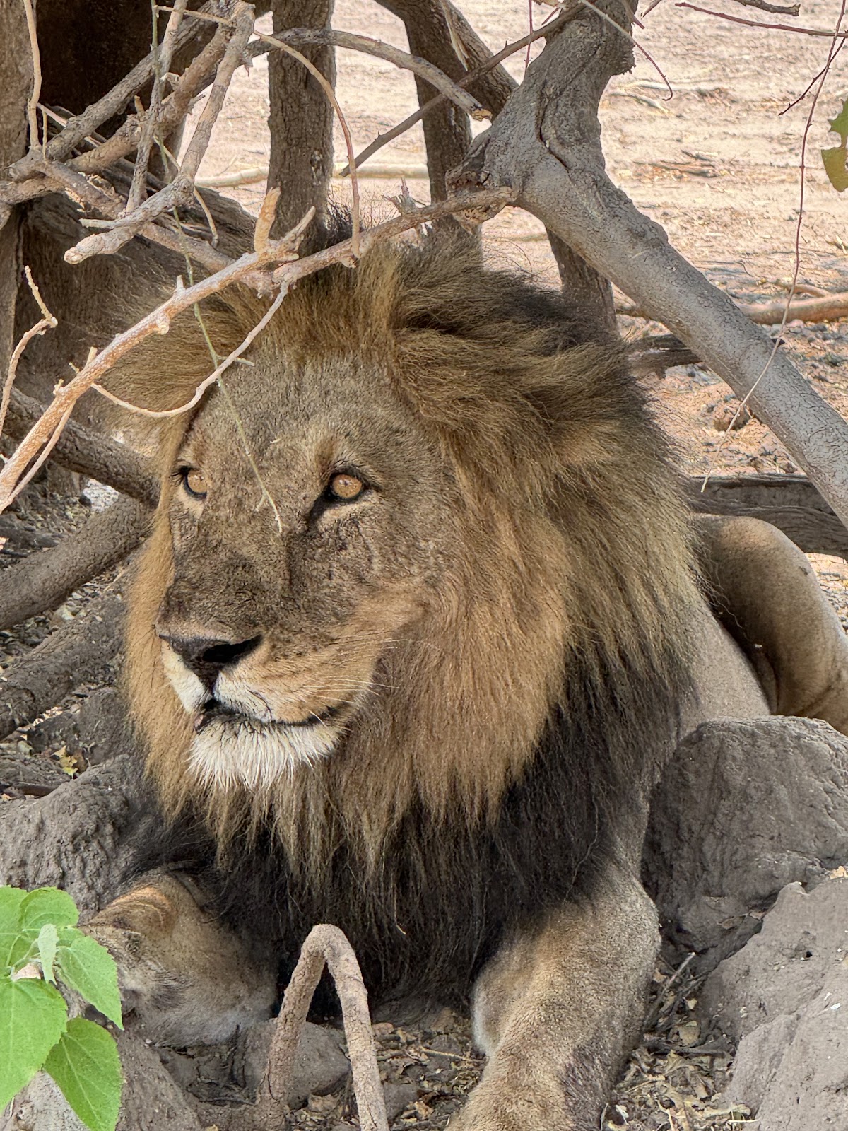 CUSTOMISE TRAVEL & TOURS — tour operator in 5039 Chinotimba 00263, Zimbabwe – photo 4