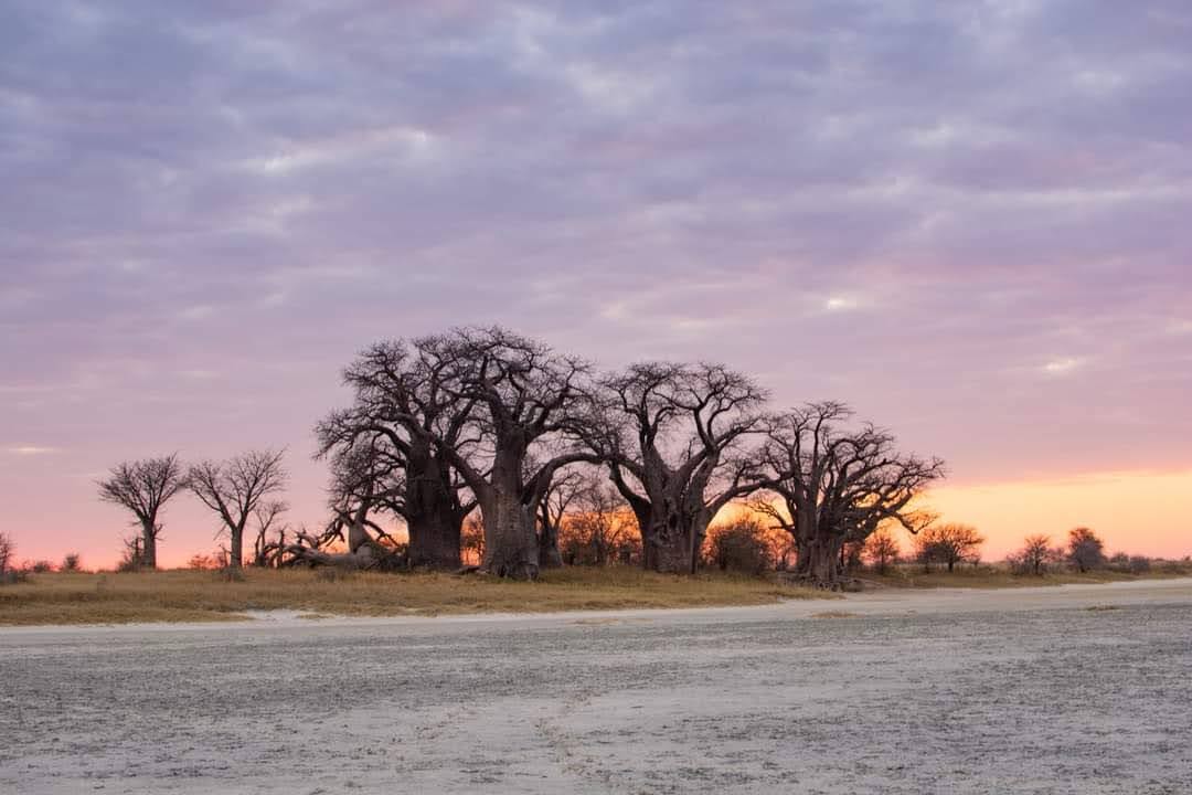 Africa Passions Travel — tour operator in 2FPJ+GJ, Botswana – photo 5