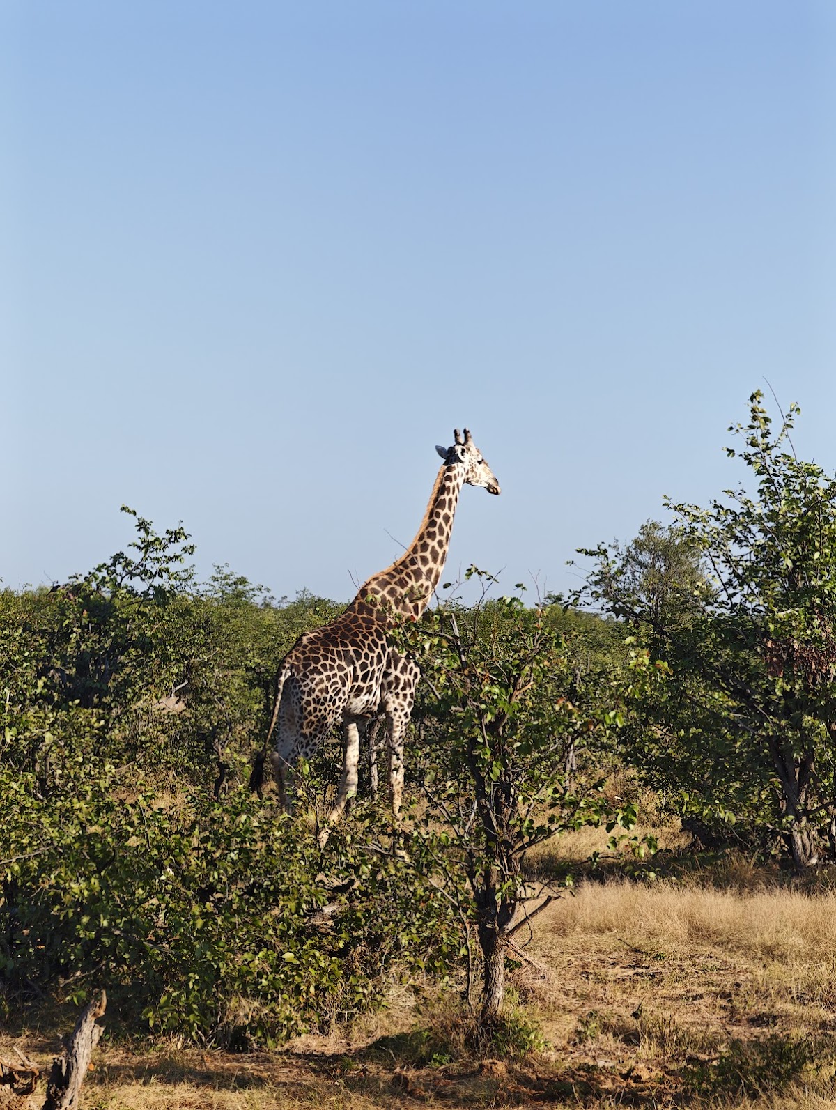 Fuhara Safaris — tour operator in metcalf Rd, Zimbabwe – photo 5